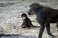 2010-08-24 (647) Aanranding en mishandeling gebeurd ook in de apenwereld